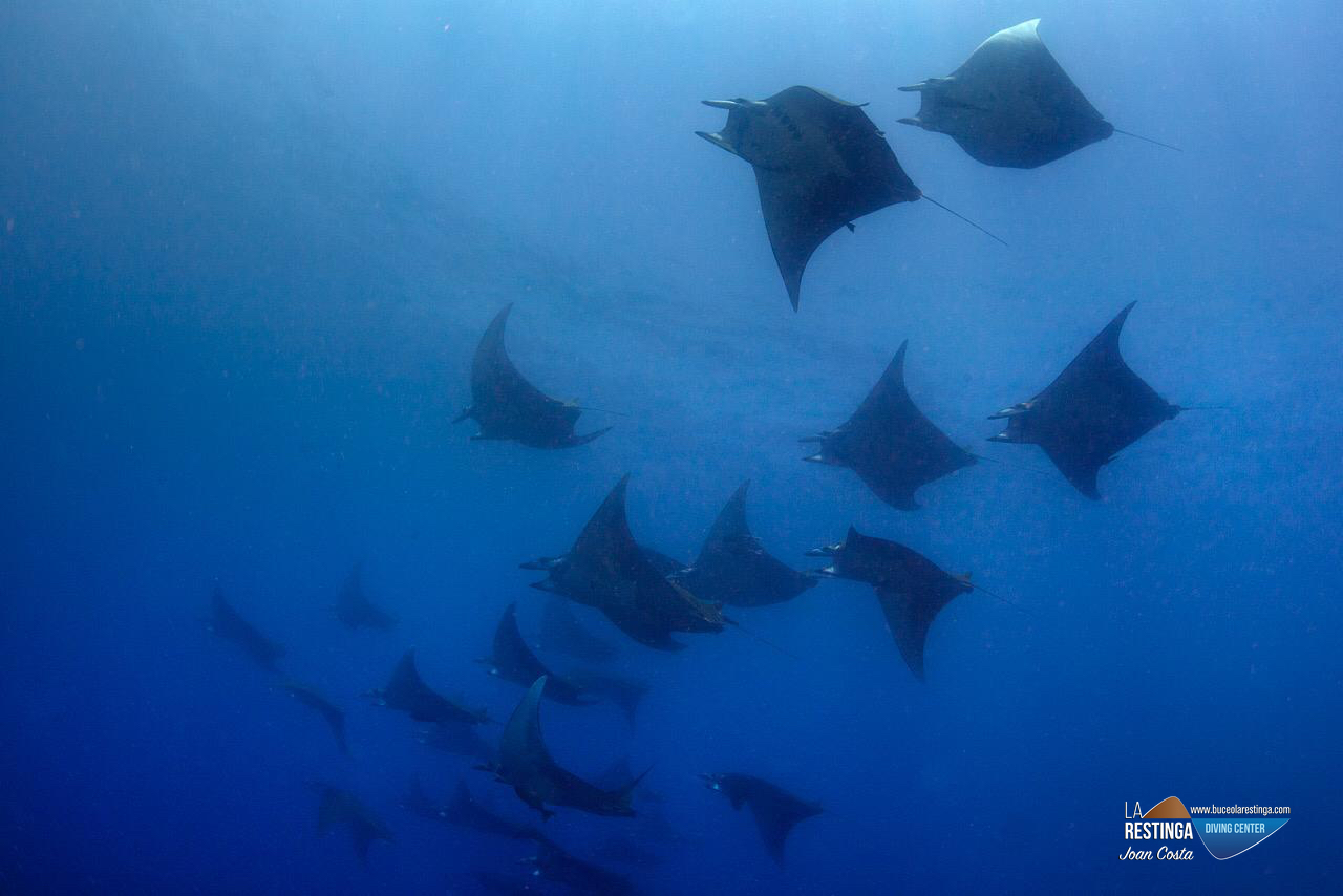 Las primeras mantas mobulas tarapacanas del 2019 EN EL HIERRO!